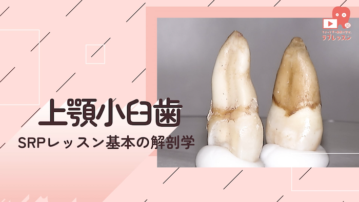 ☆SRPレッスン 基本の解剖学 ☆01.上顎小臼歯