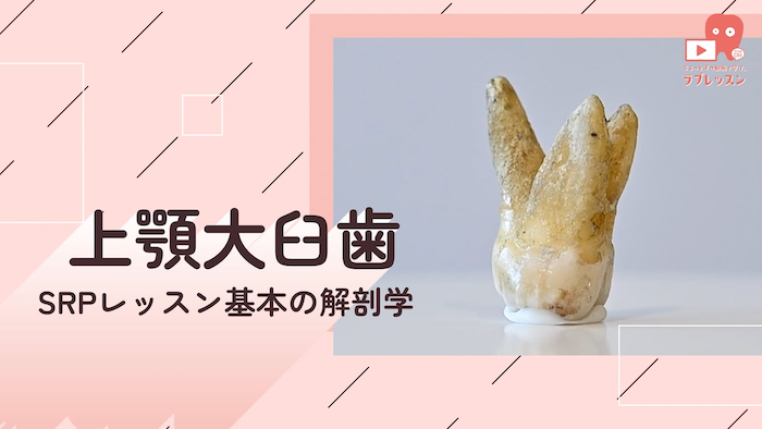 ☆SRPレッスン 基本の解剖学 ☆02.上顎大臼歯