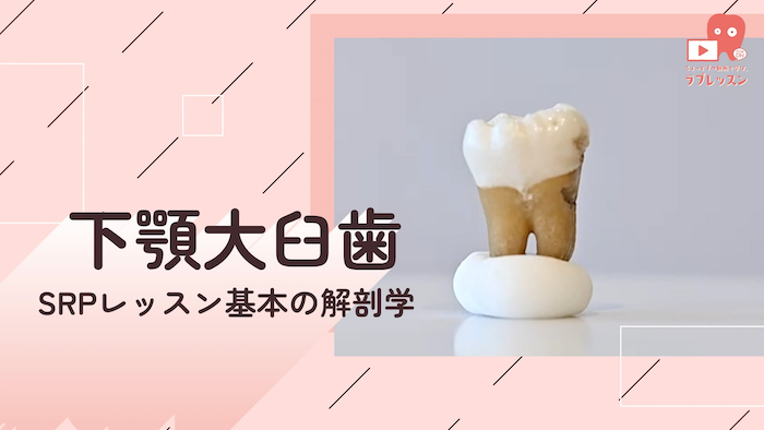 ☆SRPレッスン 基本の解剖学 ☆03.下顎大臼歯
