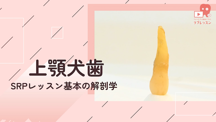 ☆SRPレッスン 基本の解剖学 ☆04.上顎犬歯